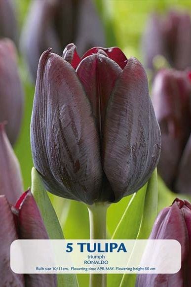 Tulip Ronaldo 5-pakning